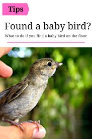Baby Bird Identifier By Picture What To Do If You Find A Baby Bird Wild Bird World In 2020 Baby Bird Bird Wild Birds