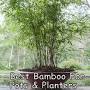 Seabreeze Bamboo cost from bambooplantsonline.com