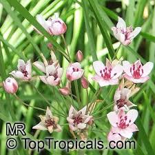 Image result for Butomopsis