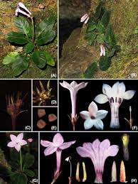 Image result for Colletoecema