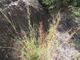 Image result for Hyparrhenia filipendula