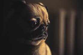 Facing the end of a pet's life is one of the most difficult moments for pet owners. Here S How Much It Really Costs To Put A Dog Down Sheknows