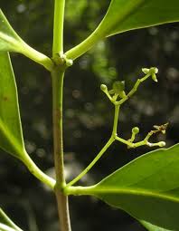 Image result for Elaeodendron matabelicum