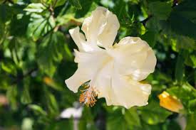 The genus is quite large, comprising several hundred species that are native to warm temperate. Hibiscus Flower Care Tips For Growing The Colorful Plant Inside