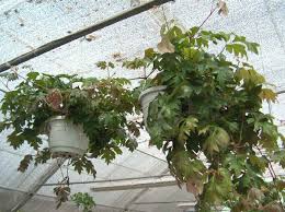 Image result for Rhoicissus rhomboidea