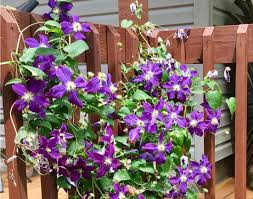 Check spelling or type a new query. Clematis Dayton Nursery