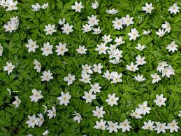 Check spelling or type a new query. White Flowers Field On The Green Leaves Background Beautiful View Anemone Background Beautiful Bloom Blooming Blossom Botany Bright Field Flora Floral Flower Flower Background Forest Garden Green Green Background Natural Nature Outdoor