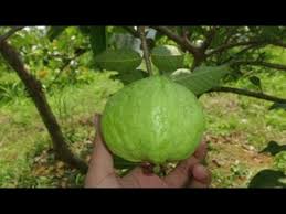 Cara menanam buah jambu kristal. Ini Cara Ampuh Agar Tanaman Jambu Biji Berbuah Lebat Dan Bebas Hama Penyakit Sudah Terbukti Youtube