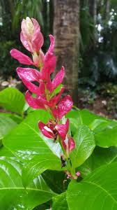 It's not entirely impossible to grow mangoes in the mango fruits and flowers begin to get damaged when temperatures are at or below 42f for an extended period of time. Beautiful Flowers In Orlando Florida Flowering Trees Flowers Beautiful Flowers