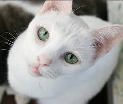 The Russian White Is A Breed Of Cat Created In 1971 Derived From The Russian Blue It Is Pure White Svelte El White Cat Breeds Russian Blue Cat Russian Blue