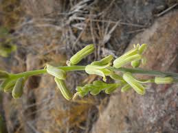 Image result for Dipcadi vaginatum