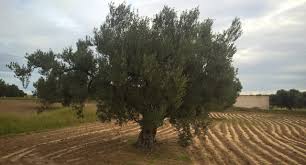 Le Marche De L Huile D Olive Tunisienne Jus D Olive