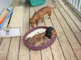 I am completely addicted to my mini doxies and my grandkids. Dachshund Puppies For Sale In Mcdonough Georgia Classified Americanlisted Com