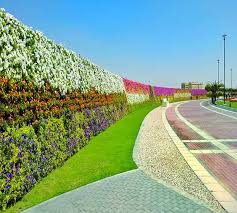 The World S Longest Flower Wall At The Dubai Miracle Garden Was Integrated With Petunia Marigold And Coleuses Flowers Miracle Garden Flower Wall Long Flowers