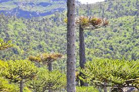 Image result for Arauk rie Araucaria
