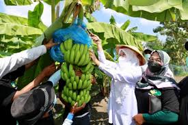 Pisang cavendish merupakan salah satu jenis pisang yang banyak tumbuh di indonesia. Bupati Ipuk Dukung Petani Banyuwangi Budi Daya Pisang Cavendish Antara News Jawa Timur
