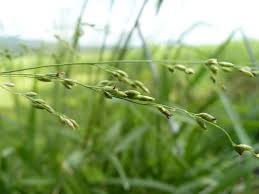 Image result for Panicum aequinerve