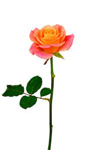 Alphabetical Pnghunter Part 311 Rose Flower Png Orange Roses Pink Rose Flower