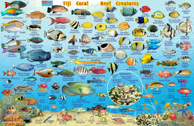 Fiji Map Reef Creatures Guide Franko Maps Laminated Fish