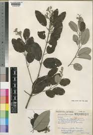 Image result for Ozoroa