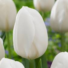 Tulipa Single Early 'White Prince'