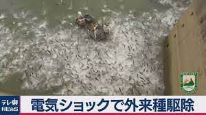 電気ショックで外来魚を駆除 魚 ケンタッキー バス釣り
