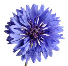 Dusty blue flowers bulk : Blue Flowers For Weddings Bulk Blue Flowers Blue Wedding Flowers