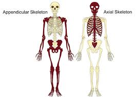 Hand bone anatomy anatomy bones human anatomy and physiology medical coding anatomy study nursing tips medical field nursing students medical students. The Axial Appendicular Skeleton Teachpe Com