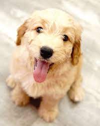 These Mini Golden Doodles Are So Fluffy And Full Of Love 300 Off Any Mini Golden Doodle With Coupon Code Instagram Call Puppies Goldendoodle Puppies For Sale