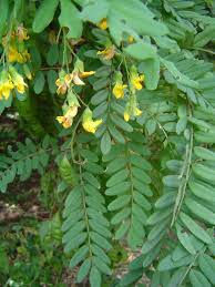 Image result for Calpurnia aurea