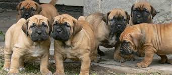 Black Boerboel Puppies For Sale In Durban Sabbs Buying A Boerboel