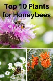 A front lawn looks nice, but do you need that much grass? 20 Flowers For Honey Bees Ideas Bee Garden Pollination Pollinator Garden