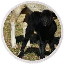 Lamb Licking Lips Tote Bag by Paul Oriente