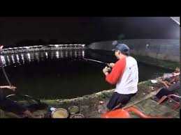 Mancing Patin Di Kolam Patin Ss Feb 2015 Camera Gopro Hero 4 Youtube