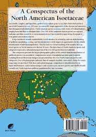 Image result for Isoetaceae