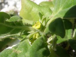 Image result for Tetragonia spicata