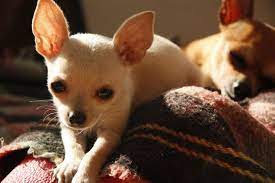 Finding the right inspiration can be tricky, but you will definitely find energetic and friendly name for your dog. Mexican Puppy Names Lovetoknow