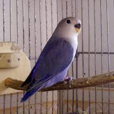 pin on animals i love