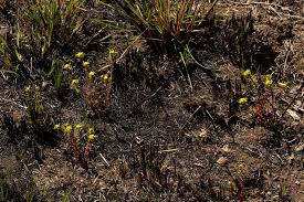 Image result for Euphorbia cyparissioides