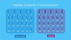 The zygote, embryo and foetus are sequential stages of prenatal development of vertebrates. Zygote Definition Entstehung Und Entwicklung Mit Video