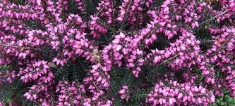 Heathers Heaths Portland Nursery