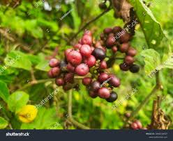 Image result for Ampelocissus