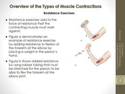 The myofibrils shorten (3) too, as does the whole muscle cell. Types Of Muscle Contractions Roles Of Muscles Ppt Download