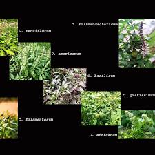 Image result for Ocimum filamentosum
