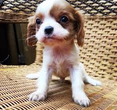 Buy cavalier king charles puppy and get the best deals at the lowest prices on ebay! Cavalier King Charles Spaniel Puppy For Sale Adoption Rescue For Sale In Philadelphia Pennsylvania Classified Americanlisted Com