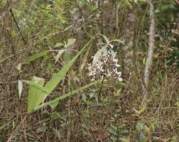 Image result for Polystachya undulata