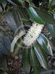 Image result for Cunonia