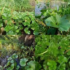 Image result for Gunnera perpensa