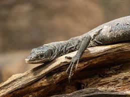 Binatang ganas yang dikenal dengan buaya ini memiliki banyak sekali ragamnya. 6 Fakta Unik Dan Menarik Biawak Kadal Besar Yang Mirip Ular