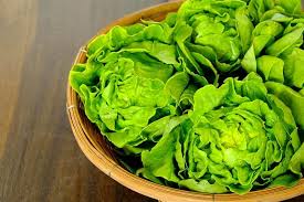In order to harvest the whole head, cut about one inch from the ground. Growing Lettuces At Home What You Need To Know Trees Com